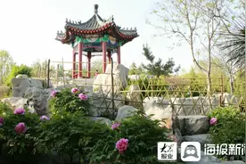 姹紫嫣红 垦利区植物园的牡丹进入盛花期图片