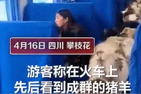 和猪羊一起乘火车，是一种怎样的体验？图片