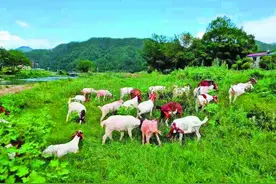 狮山家庭农场：乌骨羊“跑”出致富路图片