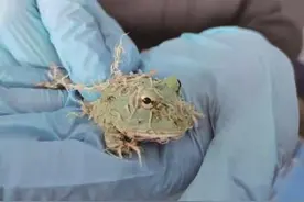 温州海关从入境邮包中截获南美角蛙图片