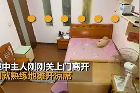 秒“变身”！主人出门狗狗熟练操作享受生活：自己摊凉席、开风扇图片