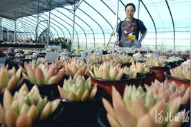 河北内丘：发展花卉种植 促进农民增收图片