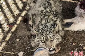 西藏幼年雪豹三度夜袭同一牧民羊圈“赖”得长期“饭票”图片