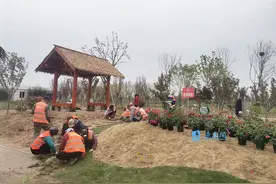 醉美泗阳，月季花海梦田园！第十一届中国月季展览会只待君来图片