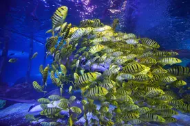 太平洋海底世界博览馆推出“黄金风暴”群鱼秀图片