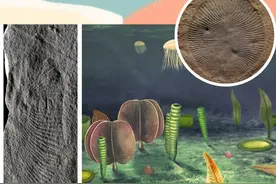远古发现｜科学家在三峡发现奇特“指纹”，谁留下的？图片