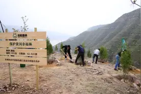 世界地球日，蚂蚁森林6万棵侧柏延安宜川开种图片