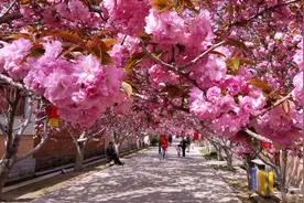小康村里的新生活｜濯村的花田经济：从苍蝇满天飞到引来台湾客商定居图片