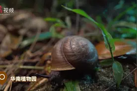 世界地球日｜来植物园，听一场夜间狂欢交响曲图片
