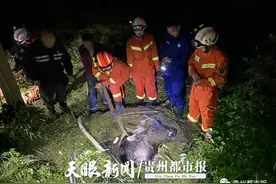 铜仁玉屏一头700斤水牛掉进水井，消防巧妙“灌水浮牛”图片