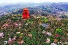 美呆了！辽宁丹东樱花漫山遍野图片