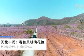 河北丰润：春和景明桃花艳视频封面
