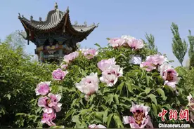 甘肃临夏邀山东菏泽论牡丹 冀从“美丽经济”进阶“有颜有料”图片