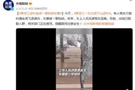 黑龙江进村老虎一掌拍碎车窗图片