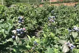 紧急！抚仙湖畔蓝莓集中成熟，急需大量采果工图片
