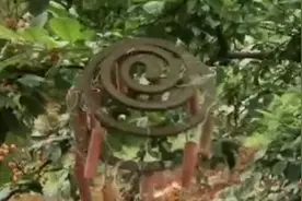 为保护樱桃男子蚊香上绑鞭炮驱鸟：有效果还不伤鸟儿视频封面