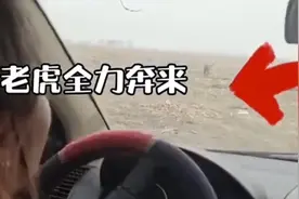 黑龙江某村庄闯入一只野生成年东北虎，惊险瞬间：车窗被老虎一掌拍碎视频封面