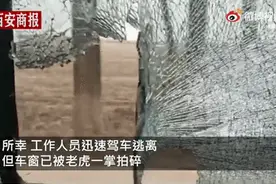 野生东北虎闯入村庄，大吼飞奔扑向小轿车，车内男子紧张地向女司机大喊快跑…图片