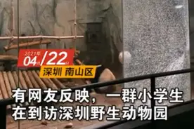 小学生太兴奋拍碎熊猫馆钢化玻璃？深圳野生动物园：是真的图片