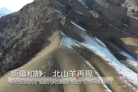 新疆和静：北山羊再现视频封面