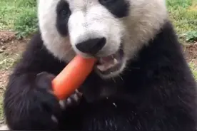 咔吱咔吱脆！秦岭大熊猫“夺笋”吃播营业中图片