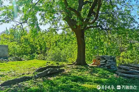 情报站｜济南平阴百年皂荚树，带着一树嫩绿的叶子看见春天图片
