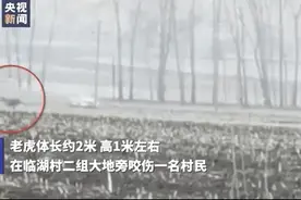肆意跟拍、高调直播，还有人喊着“击毙”！野生老虎进村后，人类做了多少错事图片