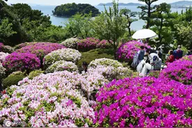 日本爱知县举行杜鹃花节 约3000株杜鹃花绚烂盛开图片