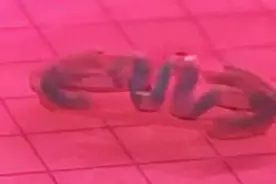 灵活如鱼！机器人配蛇形柔性骨骼，应激下可“窜出”三个身长图片