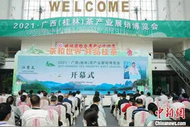 广西茶产量和面积步入全国前十名 综合产值260亿元图片