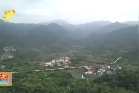 山中间村：青梅采摘正当时图片