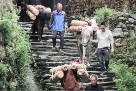 组图｜看茶乡花海走茶马古道图片