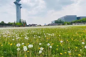 浪漫如童话！北京奥森南园现蒲公英海图片