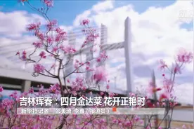 吉林珲春：四月金达莱 花开正艳时视频封面