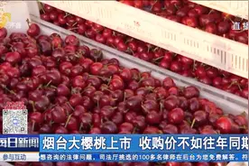 红彤彤！烟台大樱桃喜获丰收，一斤30元左右，收购价不如往年同期视频封面