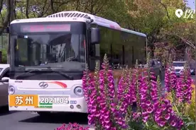 苏州：缤纷花境扮靓古城 苏城街景焕然一新视频封面