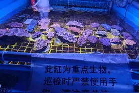 上海警方破获首起非法买卖活体砗磲案   26只“获救”砗磲暂安家海洋水族馆图片