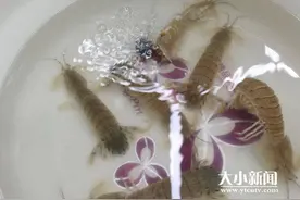 烟台民意通｜水里加柴油让爬虾保鲜？是真的吗？新闻实验告诉您真相图片