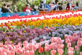 河北秦皇岛：郁金香花展美如画图片