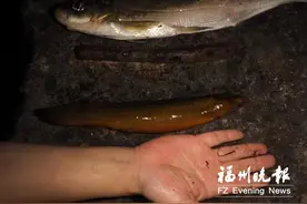 27厘米长！福州北峰发现“泥鳅王”图片