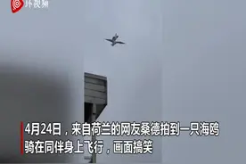 嚣张！荷兰一海鸥被拍到骑同伴身上飞行图片
