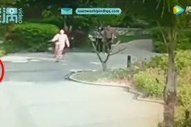 6旬老人小区散步被拉布拉多猛扑！主人：以为大爷喜欢狗，没太在意图片