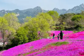 花开齐鲁｜芝樱花开漫山红！快来烟台昆嵛山来一场浪漫赏花之旅吧图片