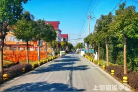 太嗲了！宝山区这个小镇大变样，处处都是好风光图片