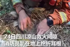 凉山救火间隙，消防员趴在地上挖折耳根，看他的笑容忍不住泪目图片