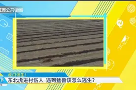 虎口逃生！野生东北虎进村伤人，遇到猛兽该怎么逃生？视频封面
