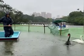 在大雨中游弋，南宁这几只天鹅可安好？专家：别担心，天鹅不怕雨的图片