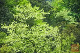 太美了！荥经30万亩鸽子花花海，去赴一场春天的约会吧图片