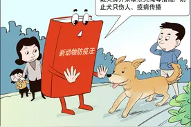 转扩！五月一日起有新规，出门遛狗要系绳佩戴犬牌......图片