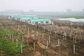 种养双飞 齐奔小康图片